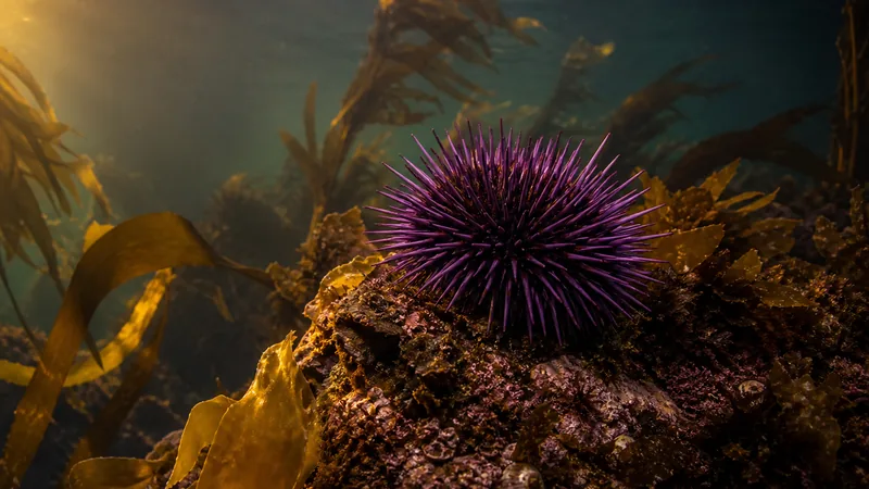 Preview image for SIMRES Urchin Camera Live Stream