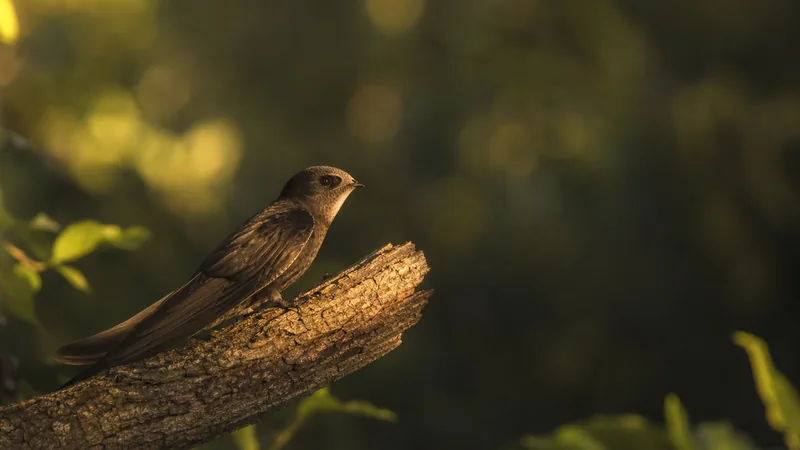 Preview image for Stormy Oaks Chimney Swift Cam T1