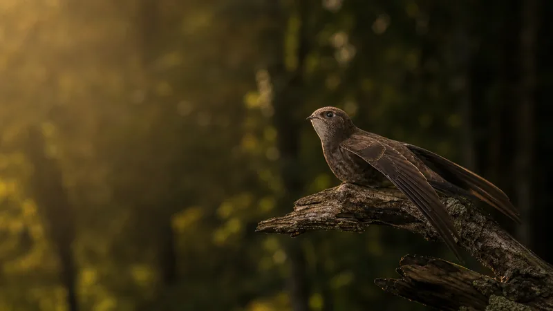 Preview image for Stormy Oaks Chimney Swift Cam T2