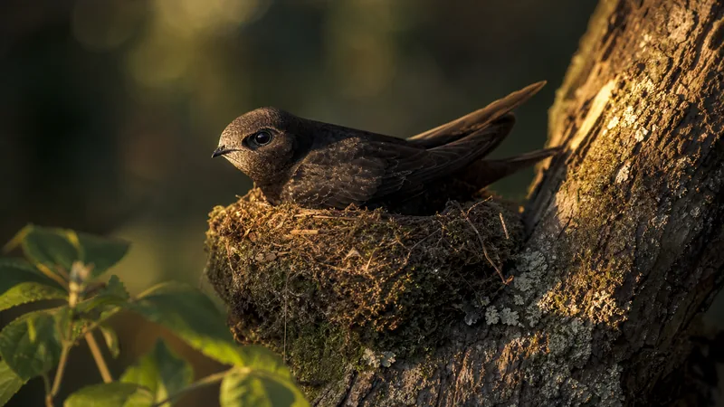 Preview image for Swift nest camera - tunnel view | RSPB live nature cameras
