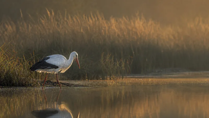 Preview image for The Chimney Storks (live cam white stork, livestream The Netherlands, Ooievaar webcam Terwolde)