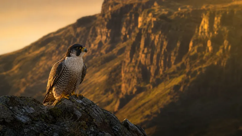 Preview image for The Wakefield Peregrine Project - Internal Nest Camera