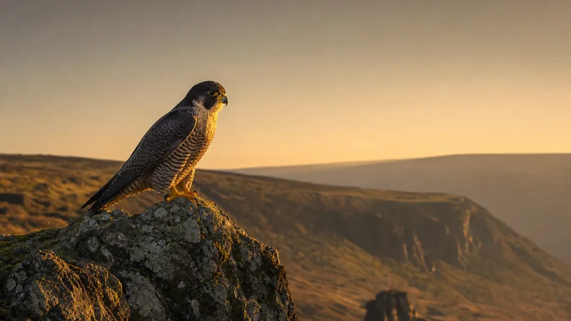 Preview image for The Wakefield Peregrine Project - Live Nest Box Cam