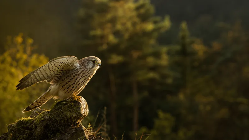 Preview image for Turmfalken Windsbach LIVE - Kestrels, Germany - Niina & Ricky