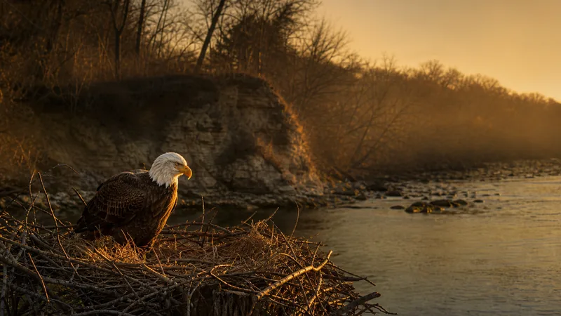 Preview image for U. S. Steel Bald Eagle Camera Live view cam 1 - Great view of the nest with Chat