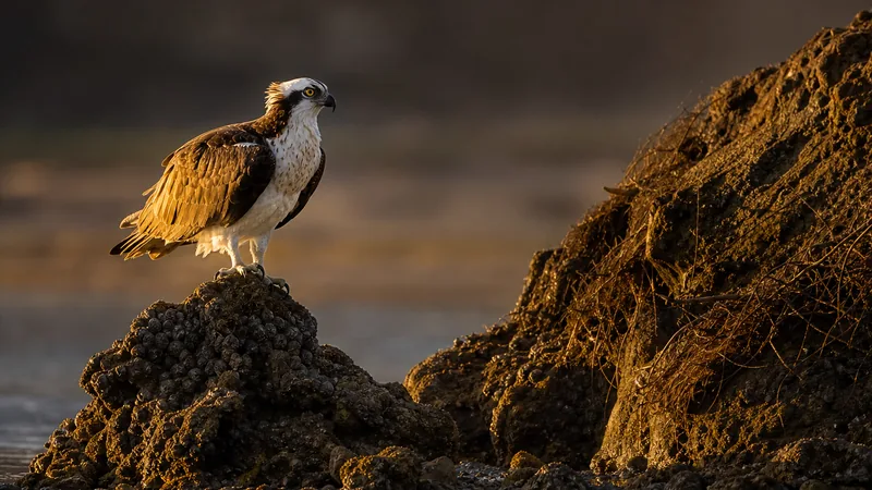 Preview image for Upper Newport Bay Osprey Cam