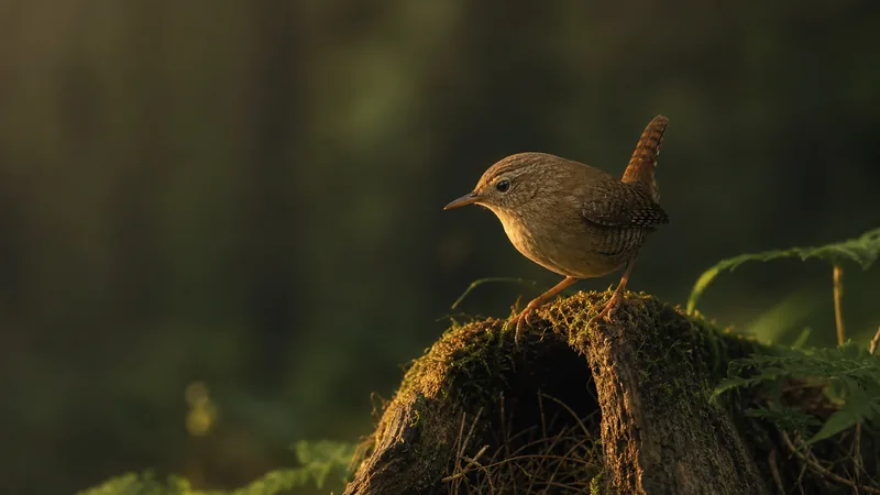 Preview image for Wren Ranch — Live Nest Cam, Spring 2026