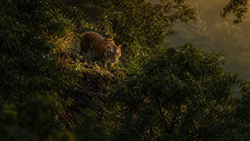 Preview image for Tiger Cam