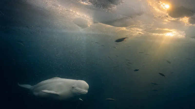 Preview image for Georgia Aquarium Beluga Cam
