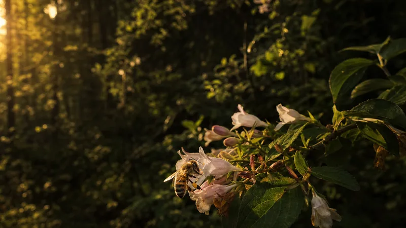 Preview image for LIVE Honey Bee Cam: The Landing Zone - Buchloe, Germany | explore.org