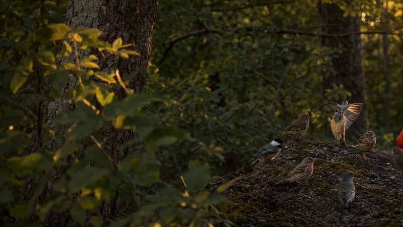 Preview image for LIVE Mountain View Bird Feeder Cam - CANADA 4K/60fps