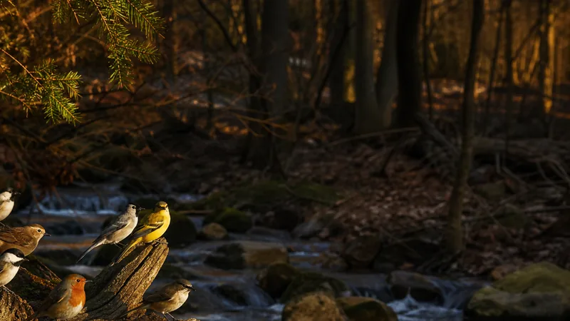 Preview image for Ryan's Bird Buffet "Ground View" at Brownville's  Food Pantry For Deer