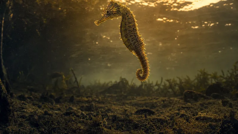 Preview image for Sea the Horses!