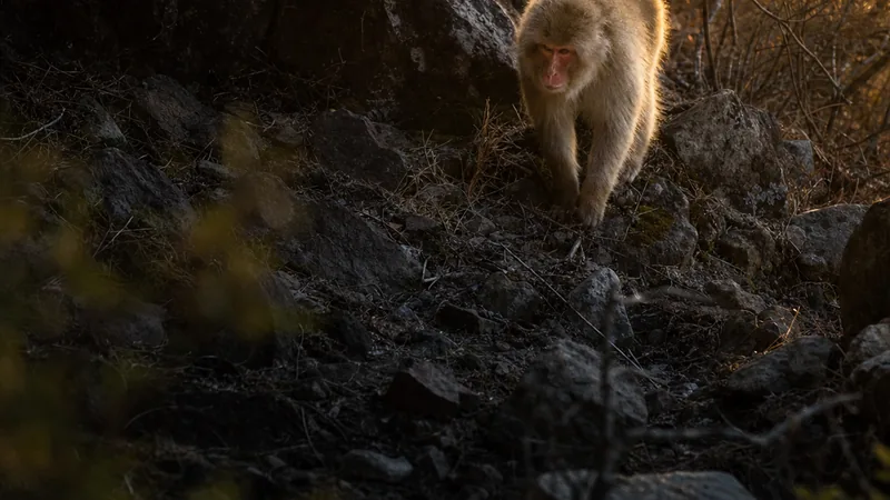 Preview image for Snow Monkey Live