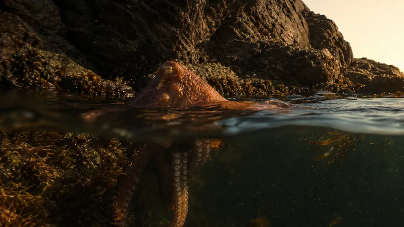 Preview image for Southern camera in octopus tank at science center in Newport