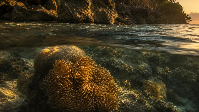 Preview image for Utopia Village Front-of-Dock Underwater Reef Cams powered by EXPLORE.org
