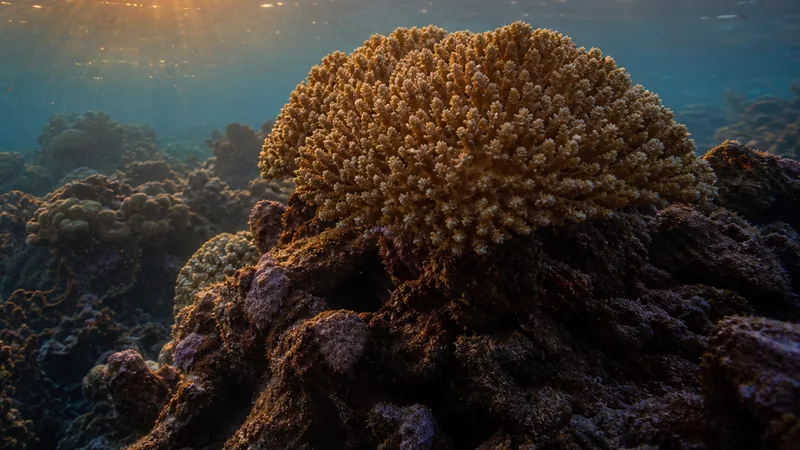 Preview image for Utopia Village Sandy Channel Underwater Reef Cam powered by EXPLORE.org