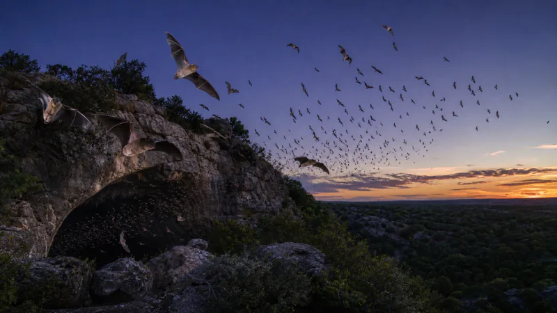 Preview image for Bracken Bat Cave Viewing Area Cam