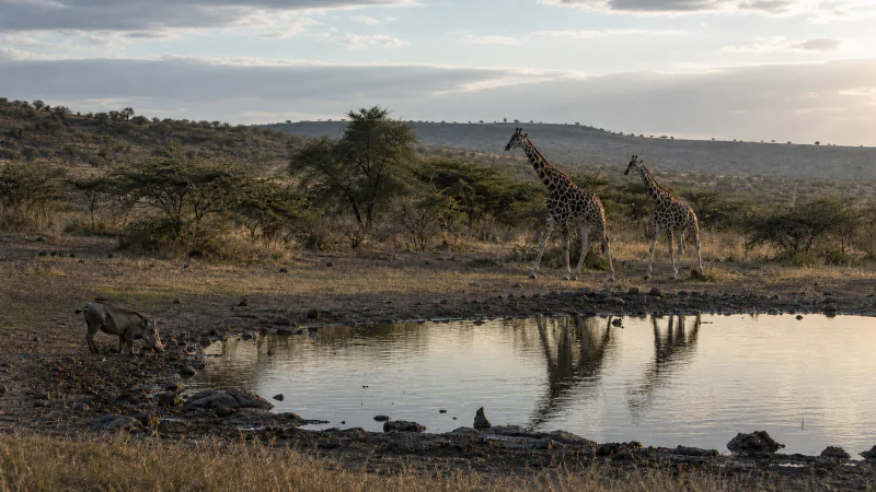 Preview image for Mpala Watering Hole