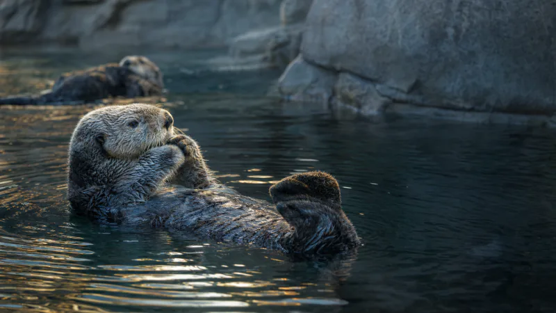 Preview image for Sea Otter Cam